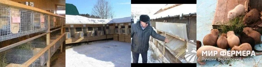 Нутрии зимой. Клетки для нутрий. домик для нутрий. нутрия зимой. содержание нутрий.