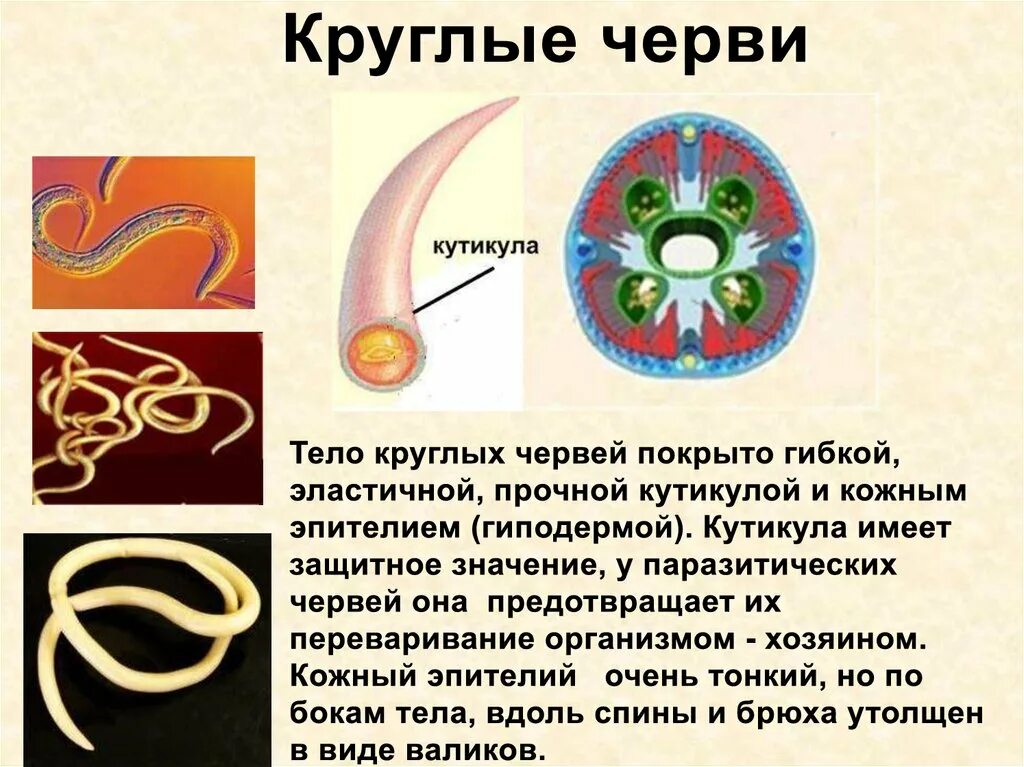 Покровы тела плоских червей 7 класс. Строение кожно мускульного мешка аскариды. Покровы тела плоских червей круглых червей кольчатых червей. Покровы тела кольчатых червей 7 класс. Покров тела круглых кольчатых плоских червей 7 класс таблица.