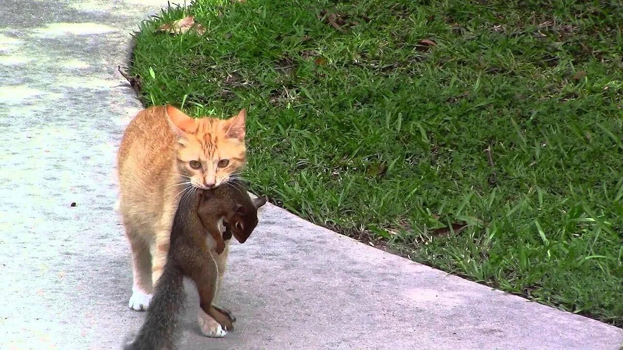Кошка булка. Кошки собаки белки. Коты и белки. Кошки собаки белки. Смешное фото собаки кошки животные.