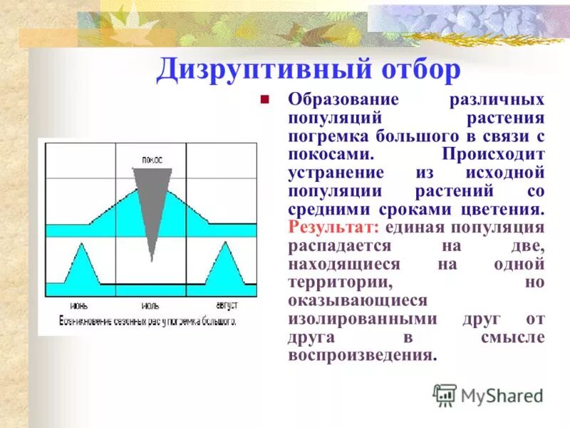 дизруптивный естественный отбор график. пример действия дизруптивной формы естественного отбора. разрывающий отбор результат. разрывающий отбор кратко. разрывающий отбор результат.