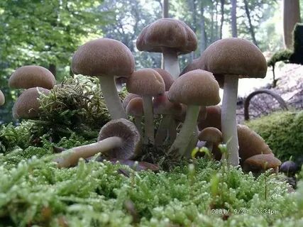 Грибы сапротрофы