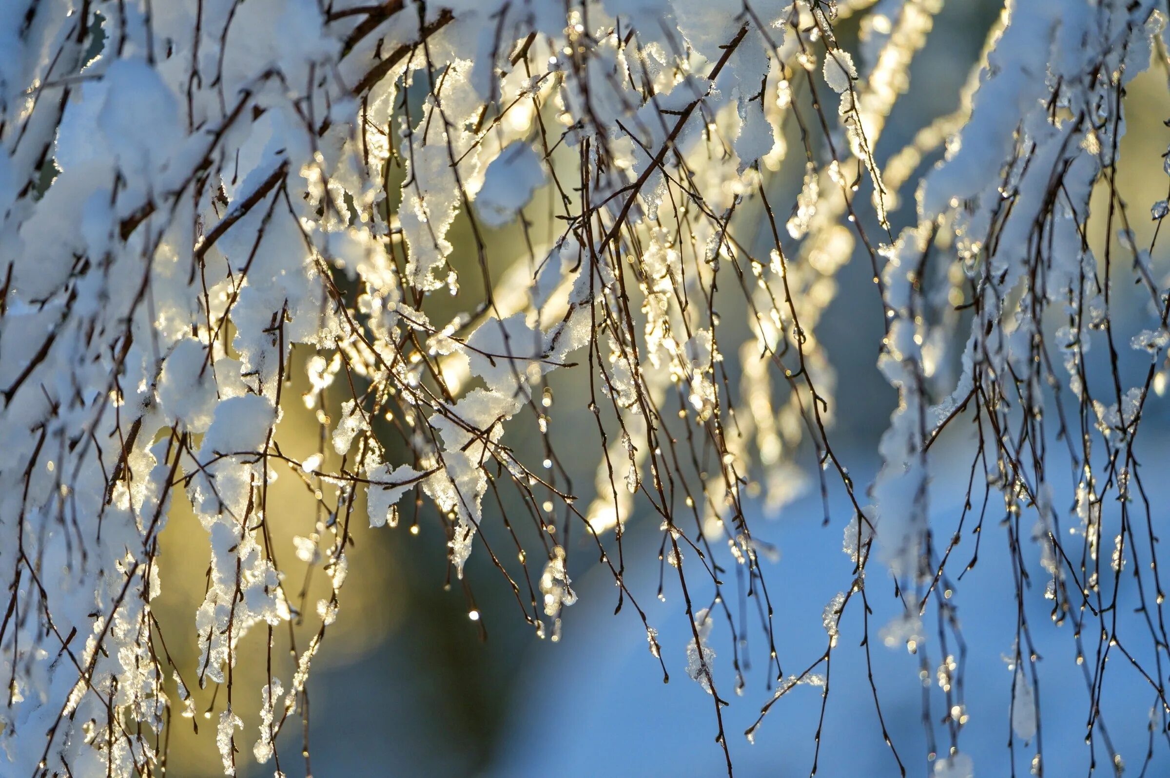 Кот зимой. Весне увидел зиму. Открытки ждем весну. Верба листики. Весне увидел зиму.