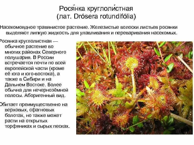 В чем выражается приспособление росянки. Росянка круглолистная цветет. росянка круглолистная в россии. росянка круглолистная описание. ловчие листья росянки.