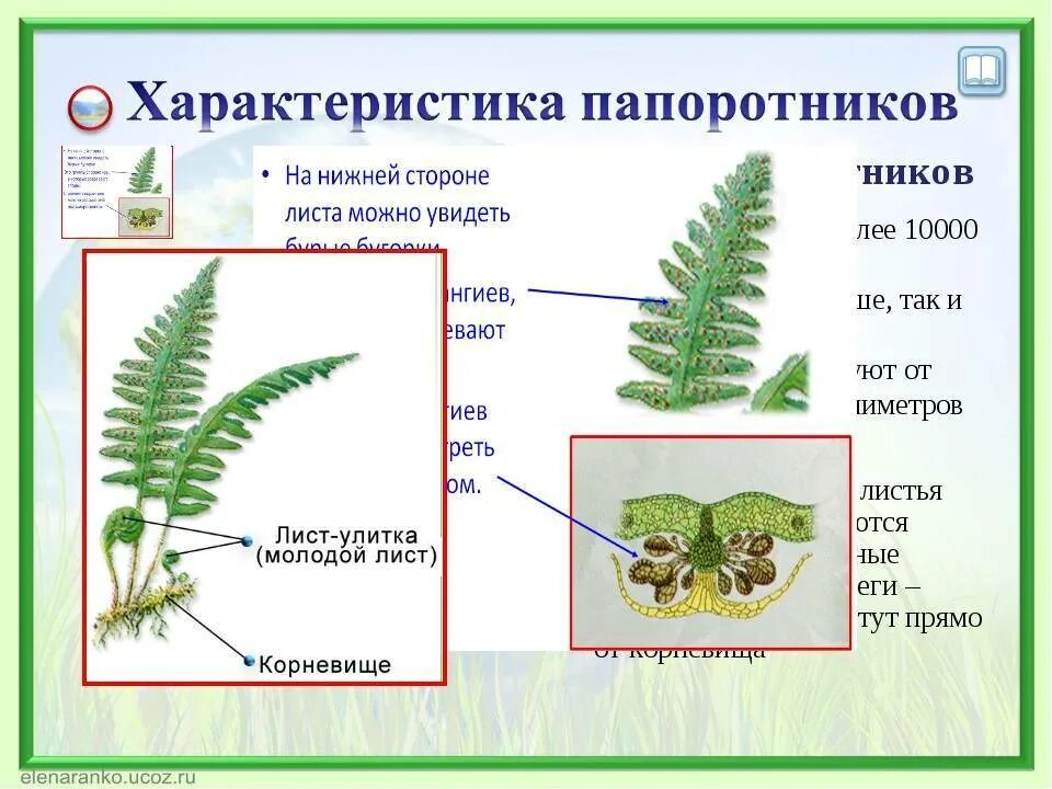 Плауны хвощи папоротники 5 класс биология. Отдел Папоротникообразные представители хвощей. Отдел Папоротниковидные растения схема. Папоротники 6 класс биология. Характеристика листьев папоротникообразных.