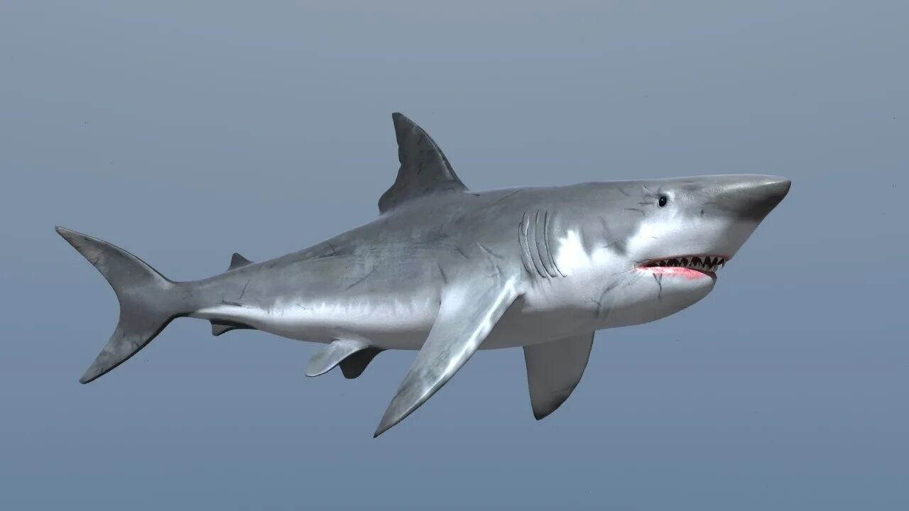 Акула в 3d Max. Акула 3d модель. Три акулы. Rekin 3d