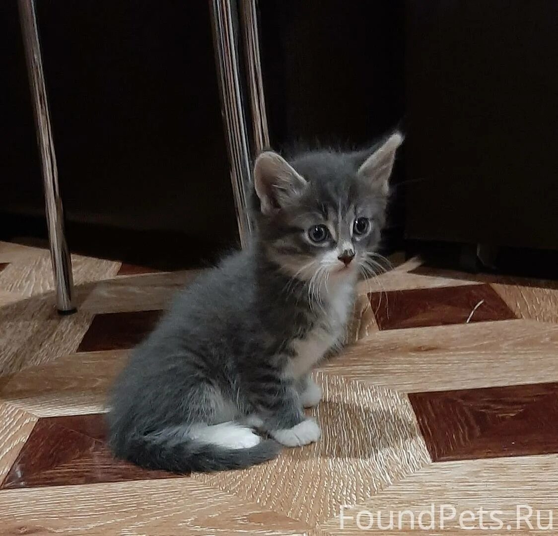 Как выглядит котенок в 3. Котенок 4 месяца. трехмесячный котенок. котенок 3 месяца. котенок 3,5 месяца.