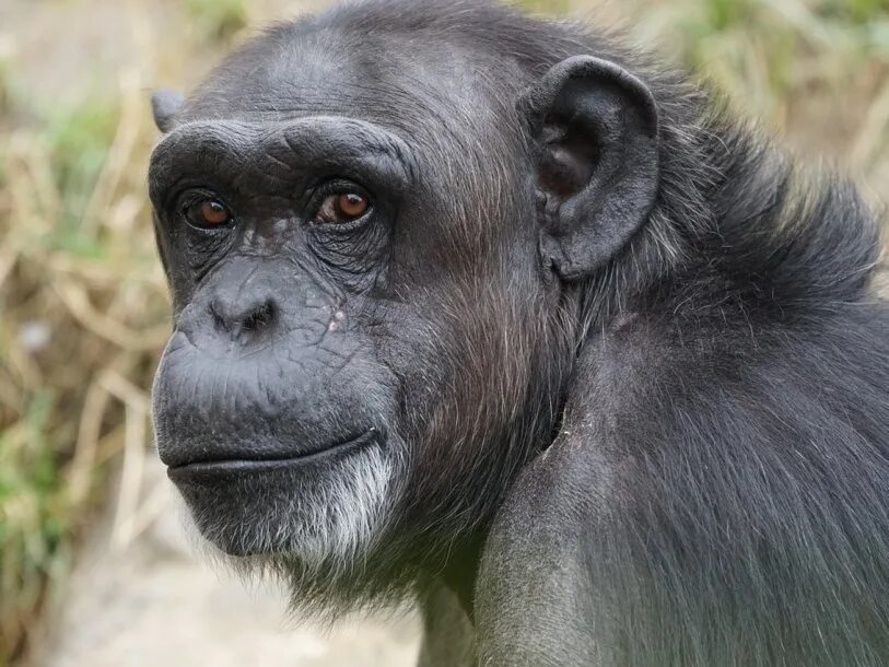 Самая человекообразная обезьяна. Обыкновенный шимпанзе (Pan Troglodytes). Черномордый шимпанзе. Шимпанзе человекообразные обезьяны. Бонобо обезьяна.