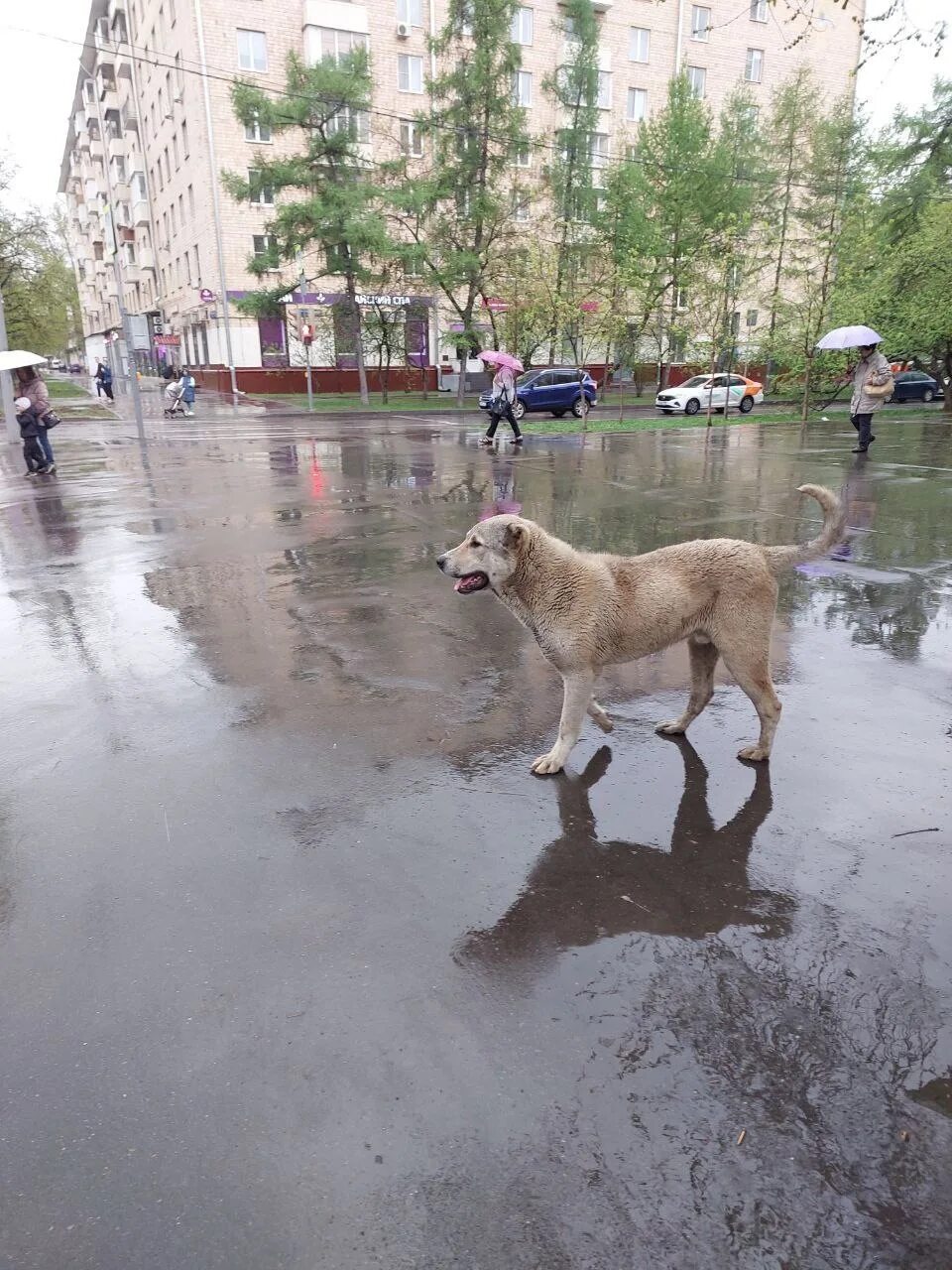 Митинг собака. Московская собака. собака кобель. собаки на светофоре мем.