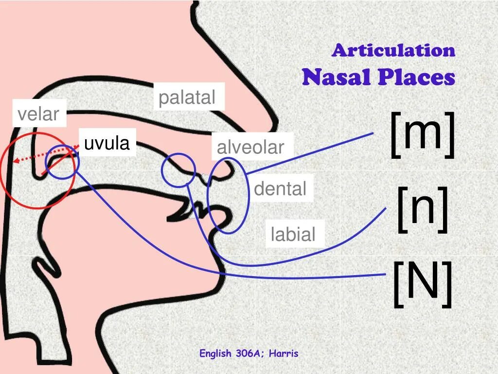 Articulation. Alveolar articulation and Dental articulation. Articulation клипарт. Табличка labial bilabial alveolar glottal lingual.