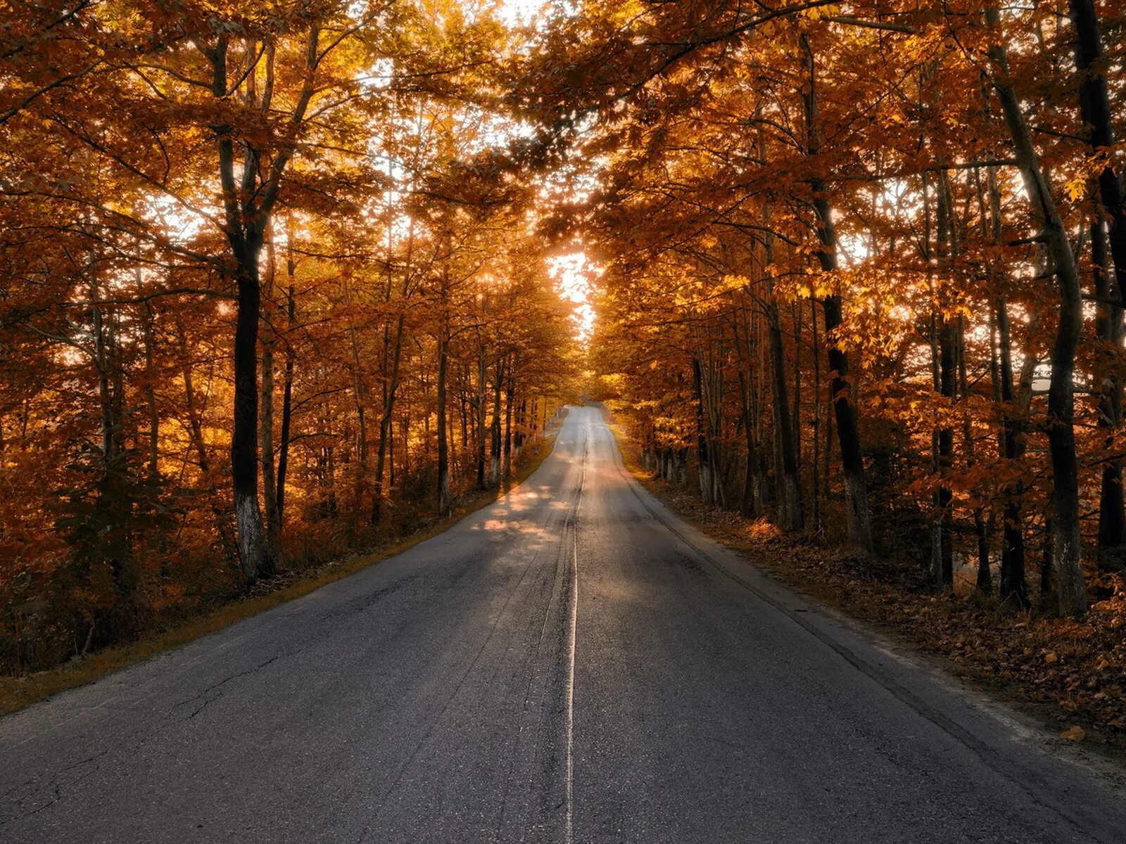 Golden roads. Осенняя дорога. Осень солнце. Обои осень дорога. Обои на рабочий стол дорога.