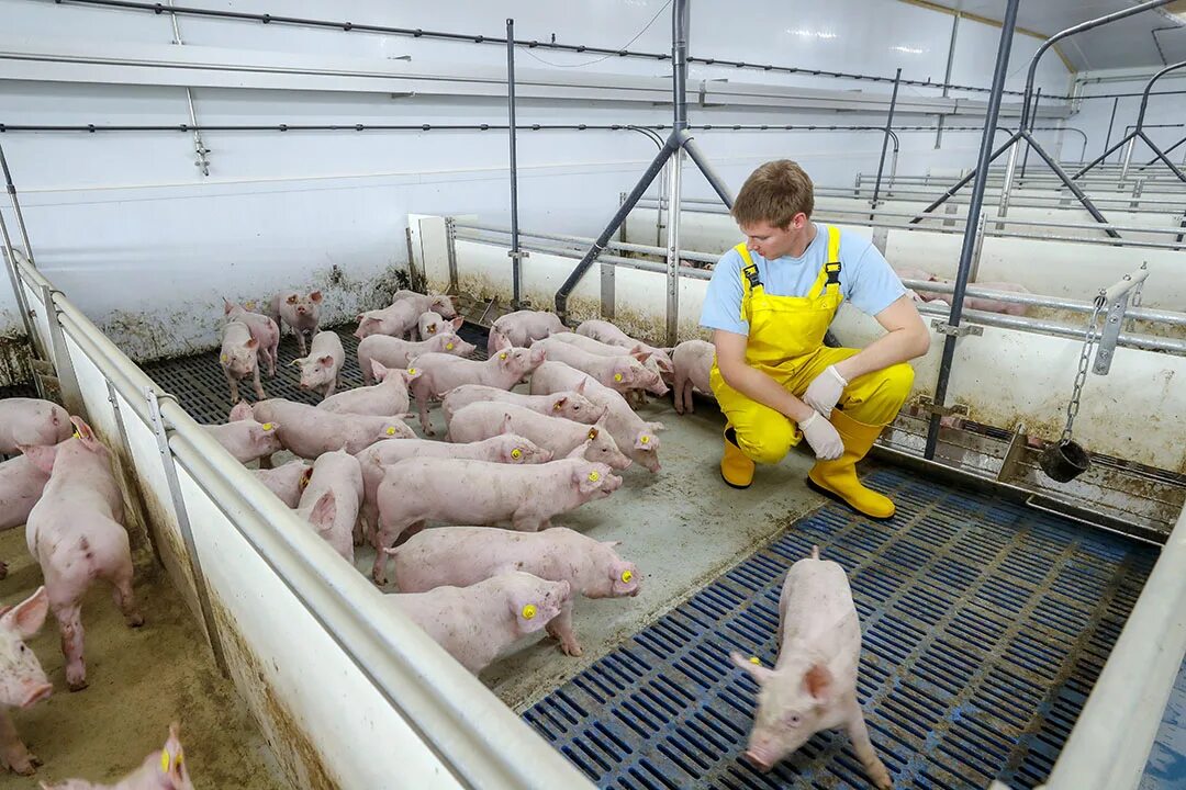 Для чего нужны свиньи. Много свиней. Очень много свиней. Куча поросят. Много свиней фото.