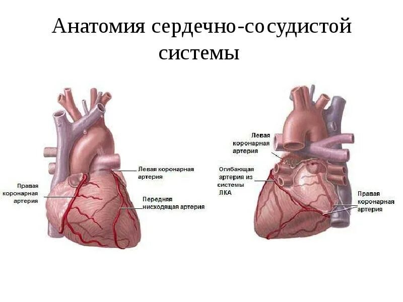 Расширение сердечного сосуда. Сердечно сосудистая система. Сердечно-сосудистая система человека анатомия. ССС анатомия. Нарушение сердечно сосудистой системы.