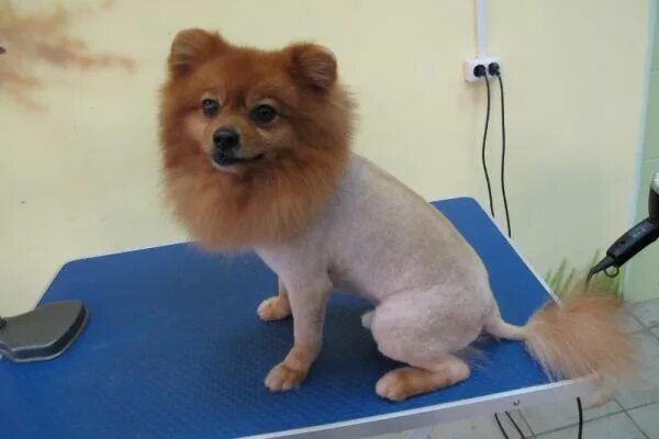 нужно ли стричь шпица. шпиц батон стрижка. нужно ли стричь шпица. шпиц померанский нестриженный. померанский шпиц стриженный.