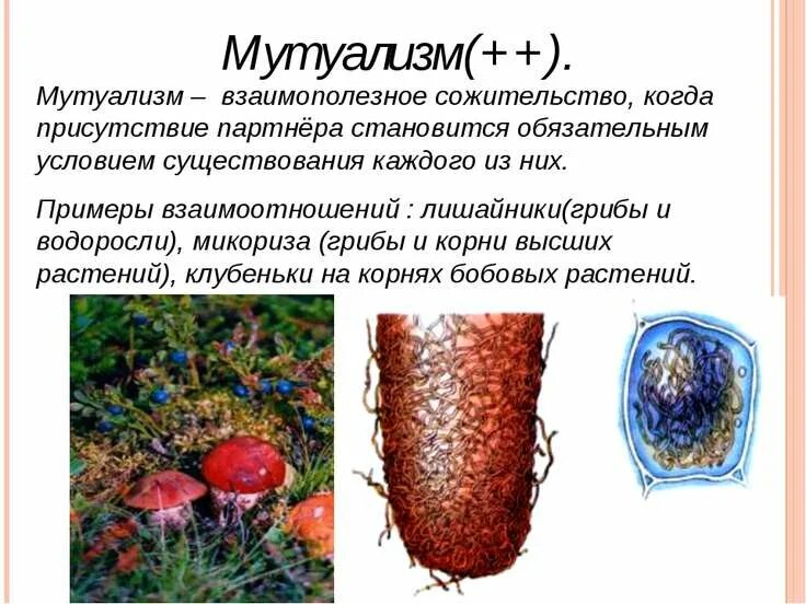 Тип взаимодействия мутуализм примеры. Мутуализм характер взаимодействия. мутуализм примеры. факультативный мутуализм. облигатный мутуализм примеры.