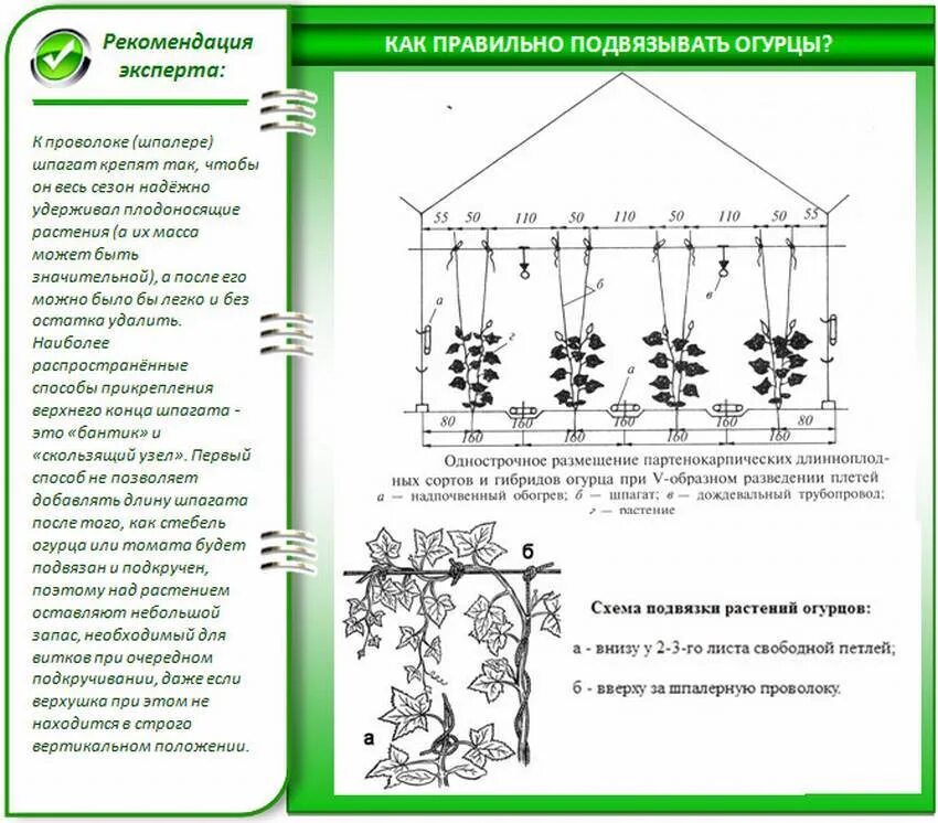 Сколько можно посадить огурцов теплице. Схема подвязки огурцов в парнике. схема подвязывания огурцов в теплице. огурцы в теплице выращивание схема. как правильно высаживать огурцы в теплицу рассадой.