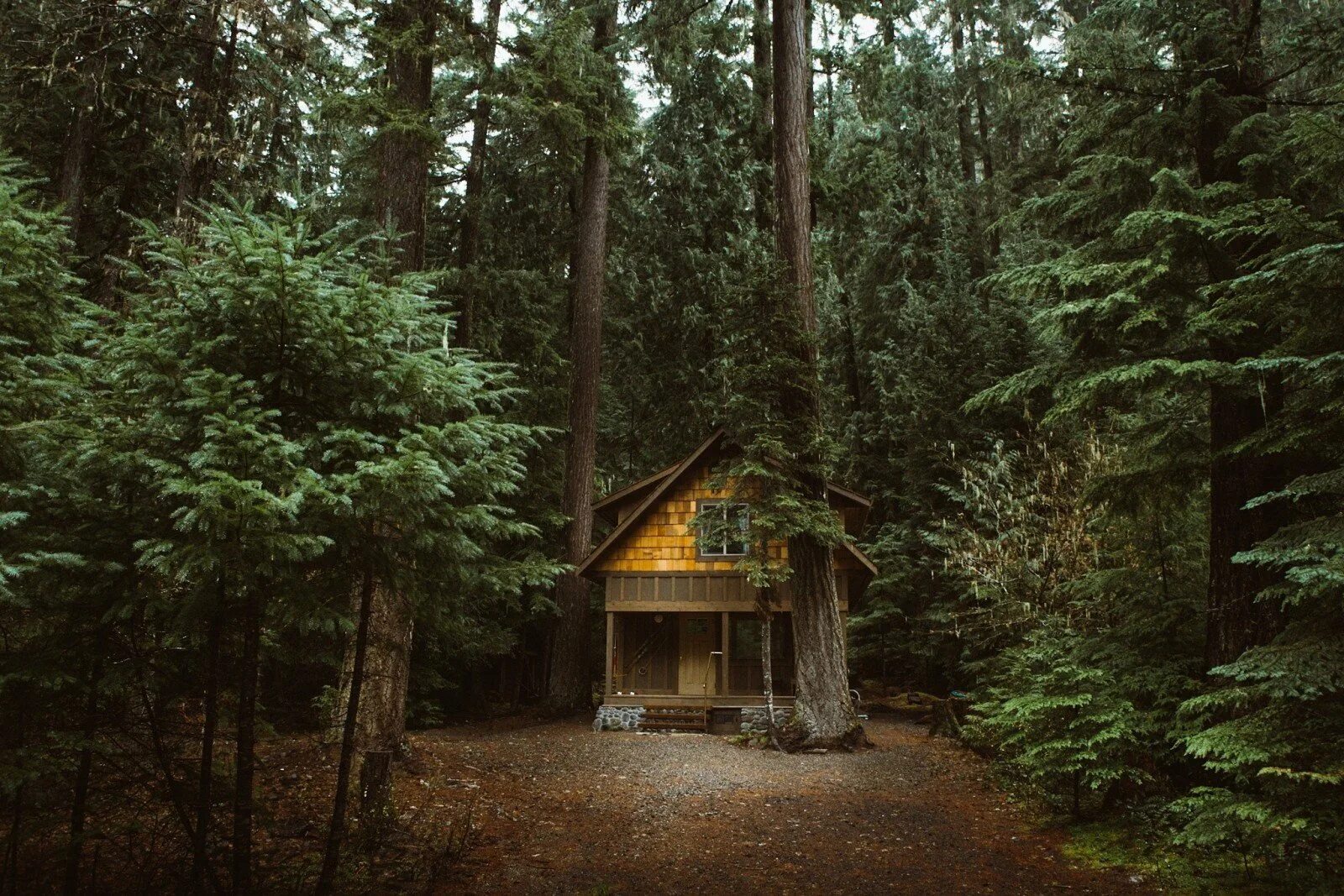 Изба густой. Боровецкий лес дом отшельника. Forest House Хижина в лесу. Хижина гномов, Британская Колумбия. Домик «Хижина с кухней» Зион.