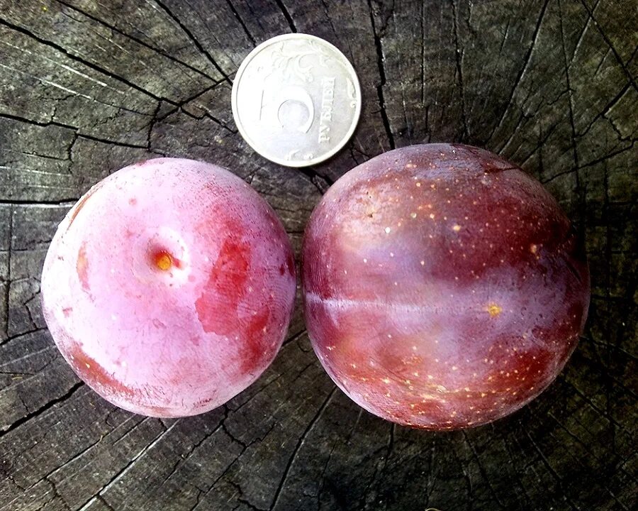 Слива бербанк гигант описание сорта фото отзывы. Слива гигант бербанк. бербанк слива описание сорта. 158 слива бербанк гигант.