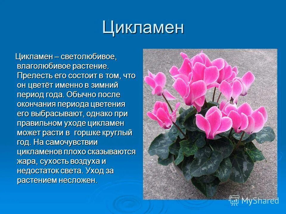 Цикламен фото и описание. Цикламен комнатное растение. Цикламен персидский крупноцветковый. Цикламен цветок Родина растения.