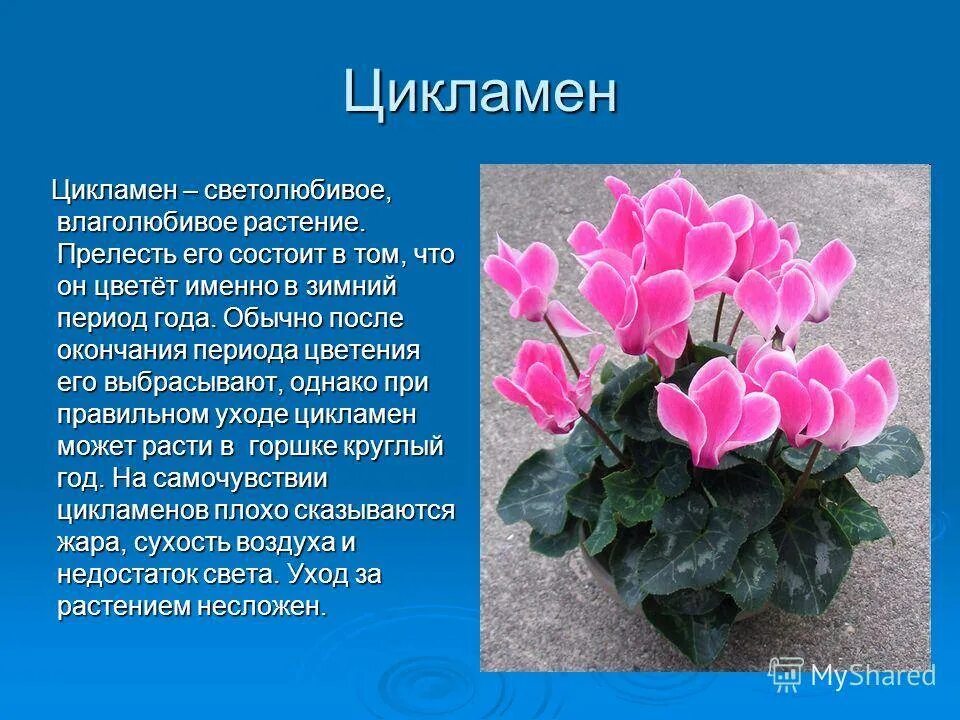 Цикламен цветок после покупки как ухаживать. Цикламен комнатное растение. Цикламен персидский крупноцветковый. Цикламен цветок Родина растения.