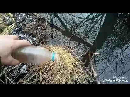 Бобровая приманка