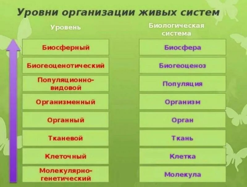 Установи взаимосвязь структуры организма начиная с наименьшей. Уровни организации живой материи схема. Таблица основные структурные уровни организации живой материи. Организменный уровень организации живой материи. Таблица по биологии уровни организации живых систем.