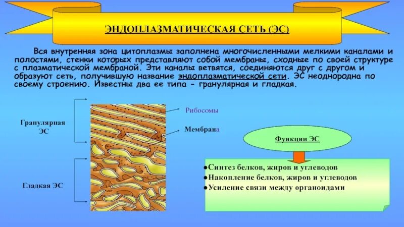 Который по своей структуре
