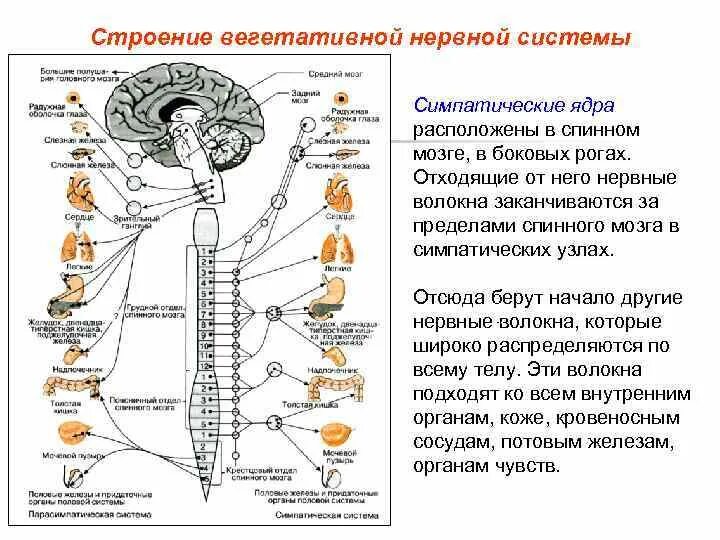 Строение ВНС. Структура вегетативной нервной системы. Вегетативная нервная система анатомия. Симпатическая нервная система анатомия. Медитация вегетативной системы