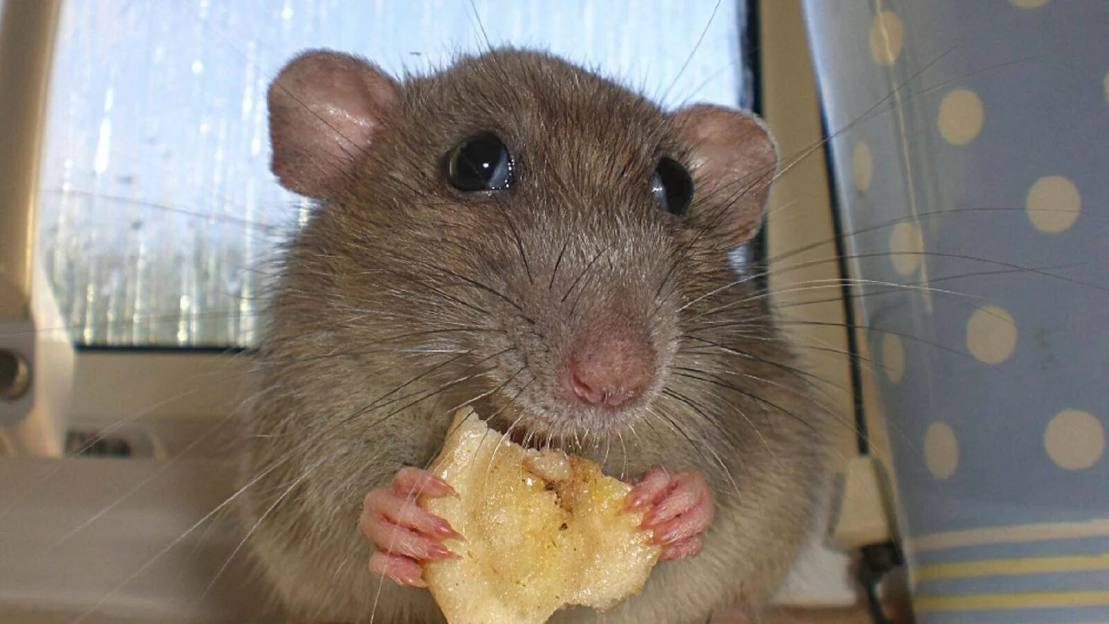 Принял мыши. Крыса. Что едят мыши. Мышка кушает. Забавные крысы.