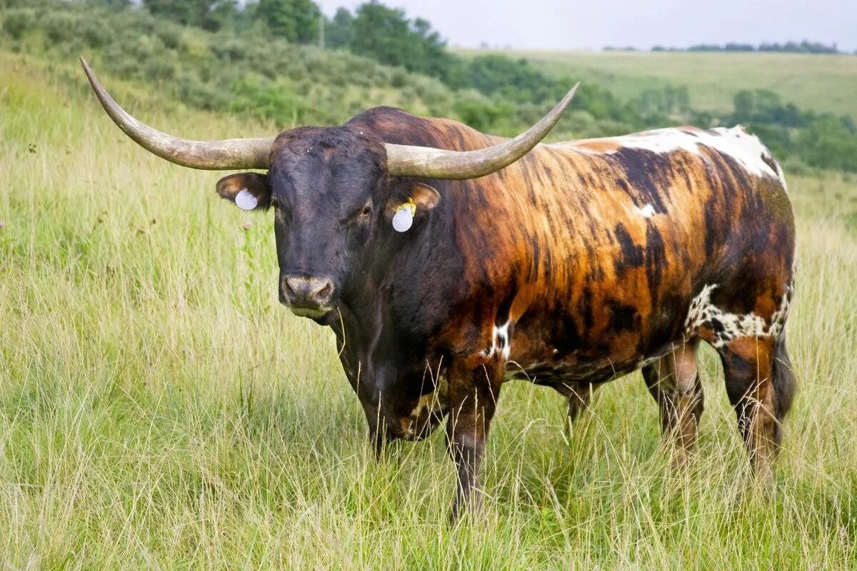 Бык породы лонгхорн. Техас лонгхорн порода коров. Техасский бык лонгхорн. Бык Донетто.
