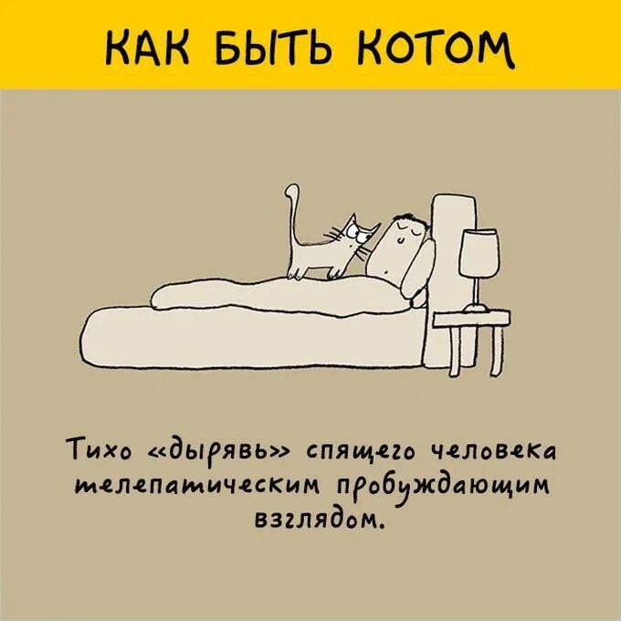 Как стать котом. Как быть котом. почему хорошо быть котом картинки. 7 причин быть котом.