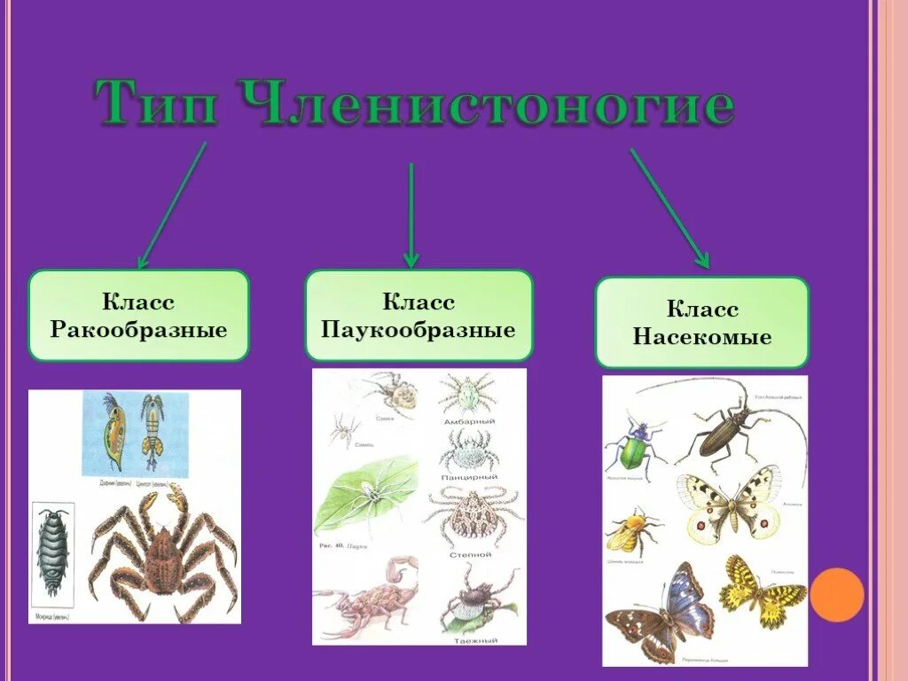 Установи соответствие между паукообразными и насекомыми. Тип Членистоногие. Тип Членистоногие класс. Тип Членистоногие представители. Представители насекомых членистоногих.