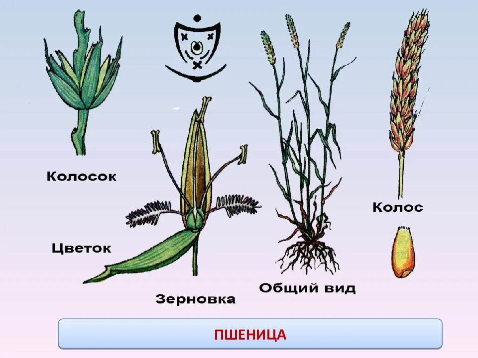 Семейство злаковые и лилейные. Строение злаковых. Цветок злаковых. Диаграмма семейства злаки. Строение цветка злаковых.