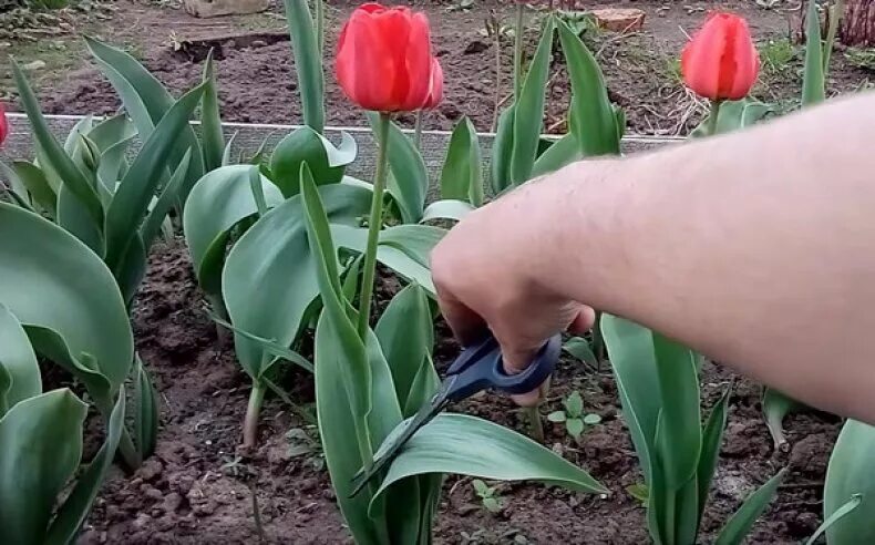 Как надо подрезать тюльпаны. Тюльпаны отцвели. Тюльпаны свежесрезанные. Тюльпаны после цветения. Обрезать тюльпаны.