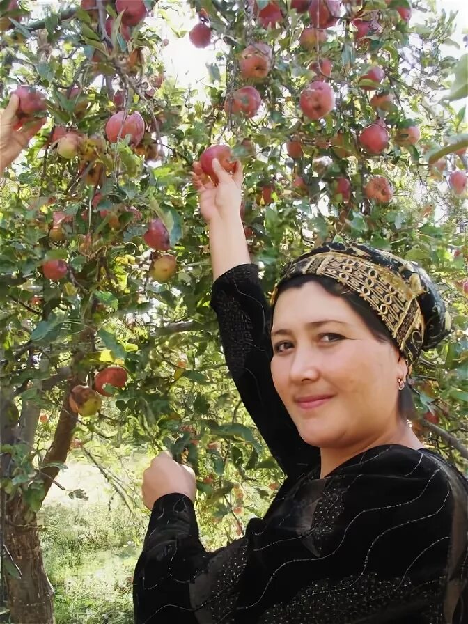 килинчинские сады астрахань слива. узбекистан наманган янгикурган. в намангане яблоки зреют ароматные. созревание яблока. яблоки в саду поспели.