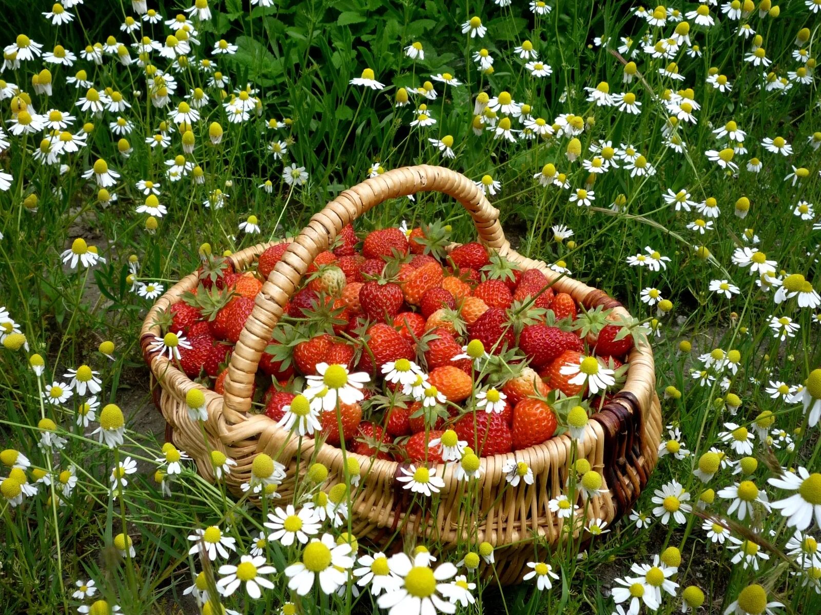 Лето ягоды цветы. Корзинка с ягодами. Корзина с ягодами и цветами. Лето корзинка с ягодами.