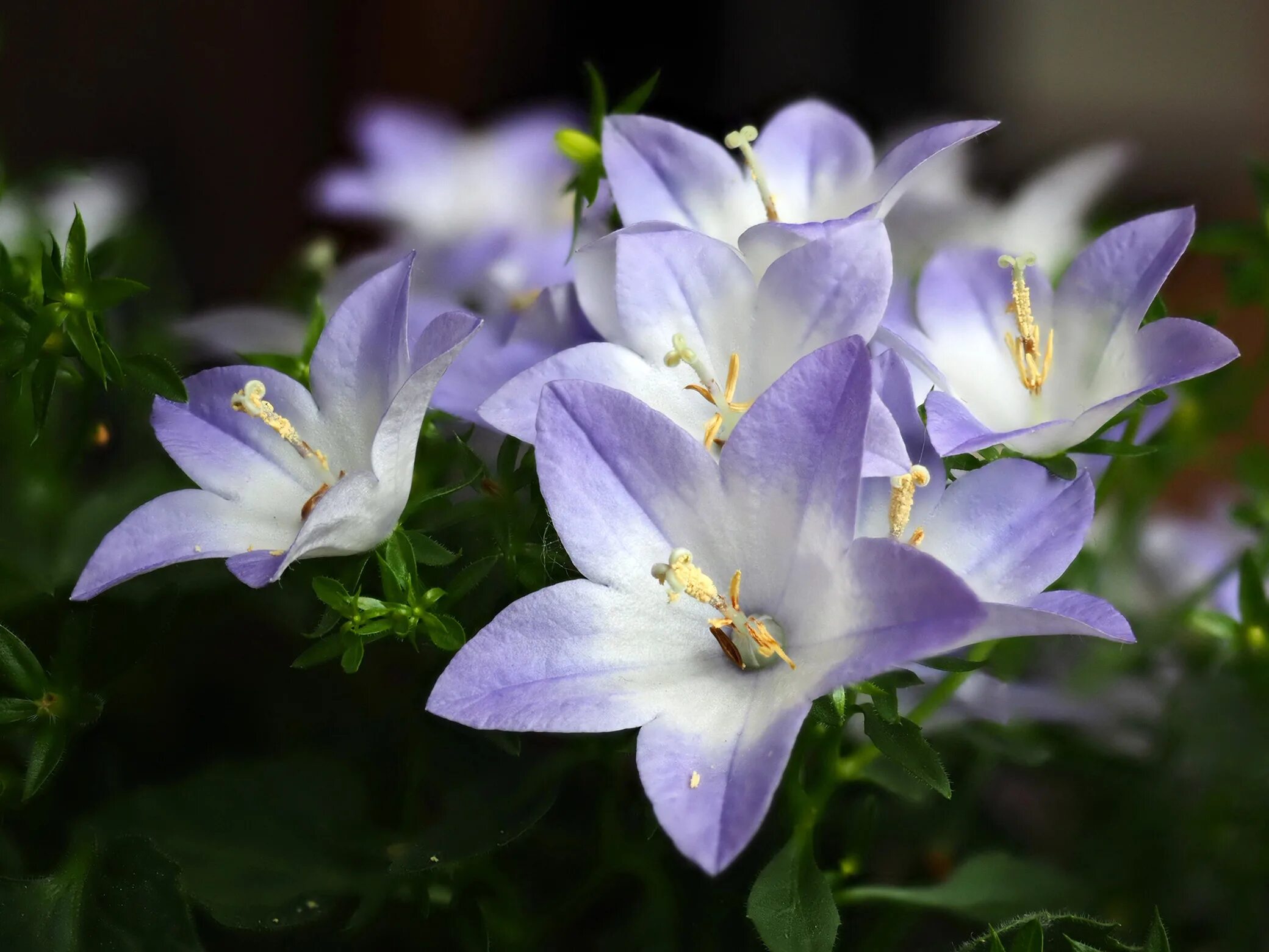 Кампанула. Растение Кампанула. Кампанула белая. Кампанула (Campanula).