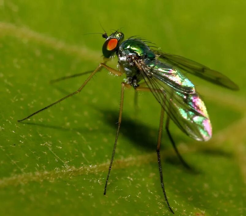 Мухи комары целый день жужжат. Двукрылые Муха краснохвостая. Муха (насекомое) Двукрылые. Двукрылые насекомые Смоленской области. Разноцветные мухи.