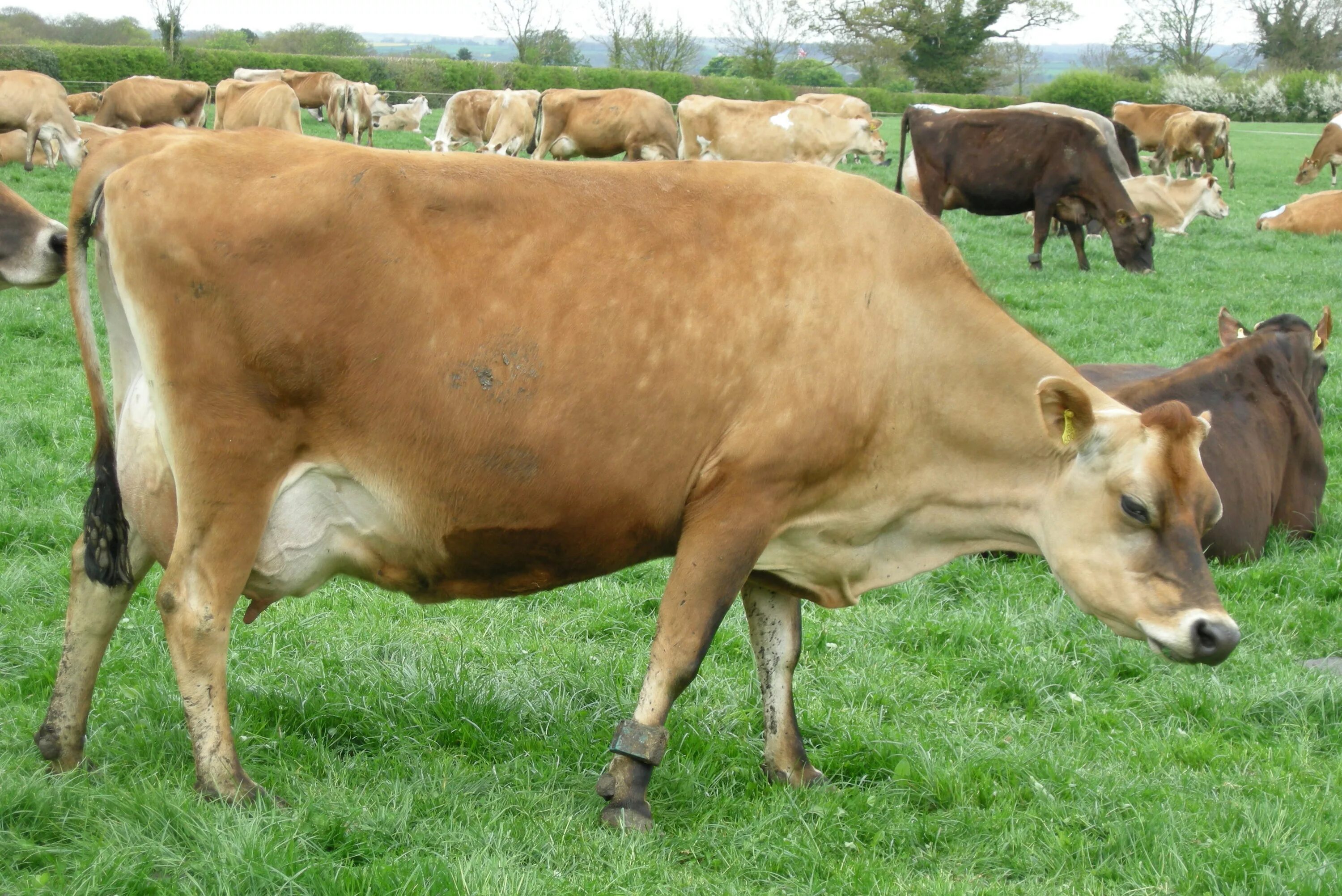 Какая есть корова. Джерсейская порода Быков. Джерсейская порода / Jersey Cattle. Джерсейская молочная порода коров. Бурая молочная Латвийская порода коров.