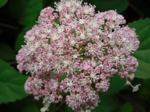 Pink pincushion гортензия фото и описание Гортензия пинк пинкушен фото