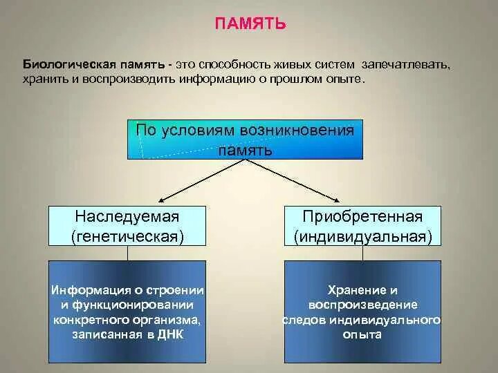 Виды биологической памяти. Приобретенная память примеры. Генетическая и приобретенная память. Память биология. Память биология 8