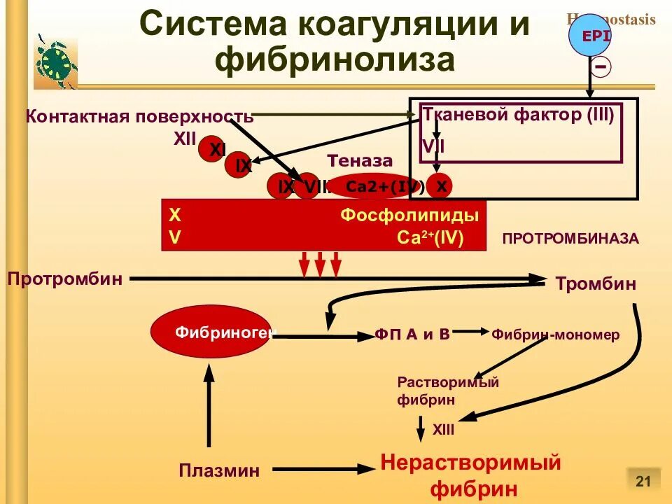 Ферменты свертывания крови. Способствуют превращению белка фибриногена в фибрин. Свертывания крови заключается в. Белок фибрин. Процесс свертываемости крови.
