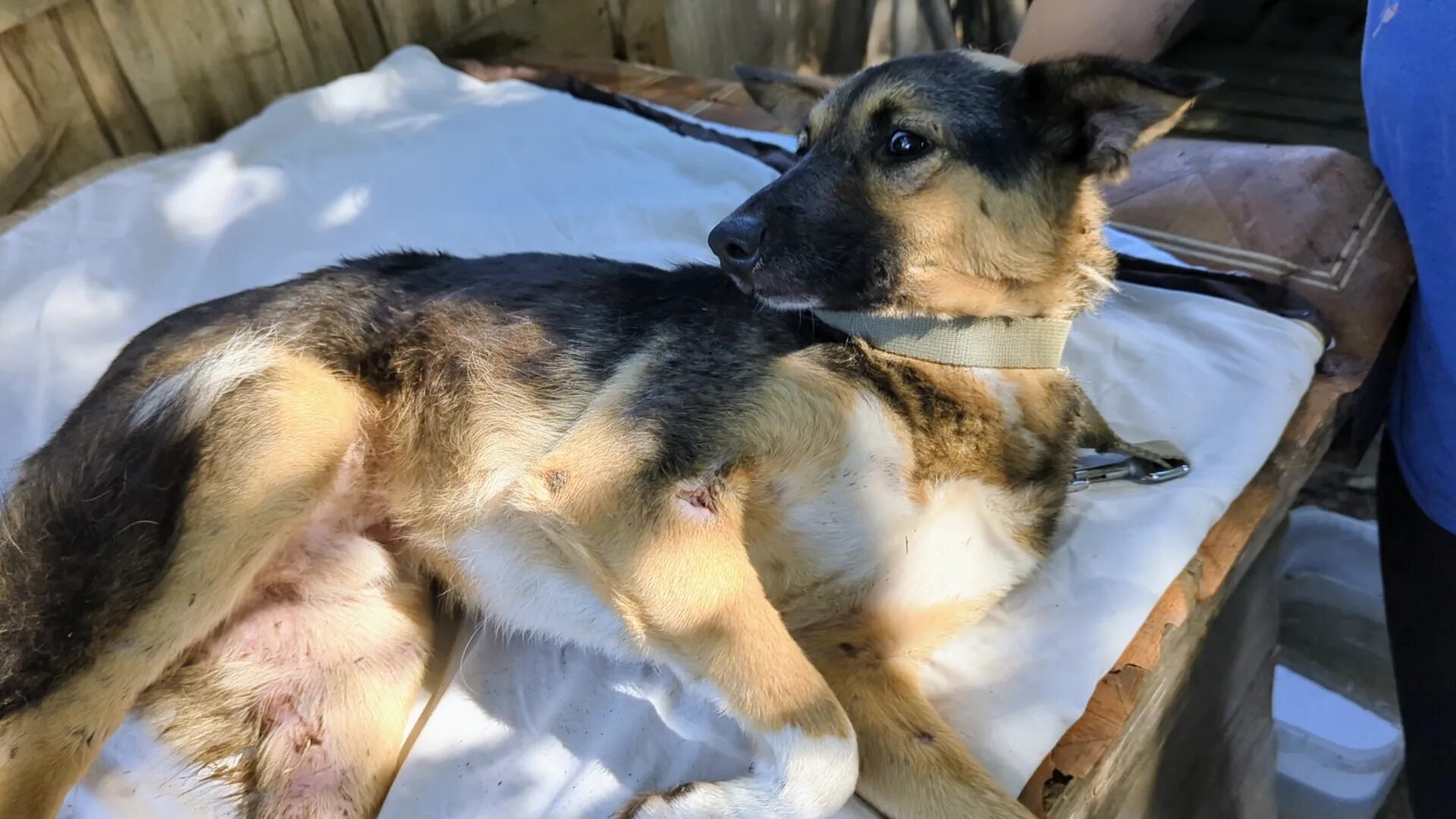 Ковчег приют для животных ярославль. Общежитие для бездомных животных. Приют для бездомных животных ковчег калининград. Приют для бездомных животных ковчег калининград. Приют для бездомных животных ковчег калининград.