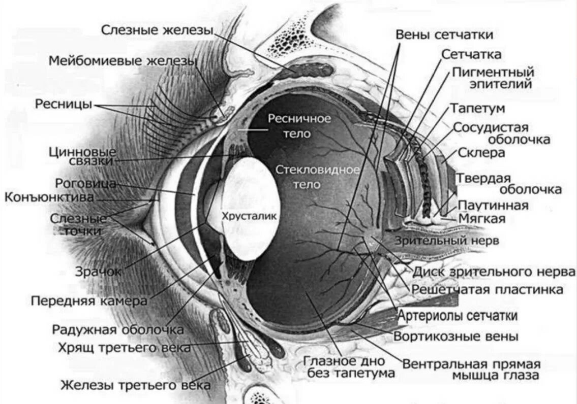 Слезная железа у млекопитающих. Анатомические структуры органа зрения анатомия. Топографическая анатомия строения глаза. Структура глазного яблока схема. Анатомия органов зрения строение глазного яблока строение.