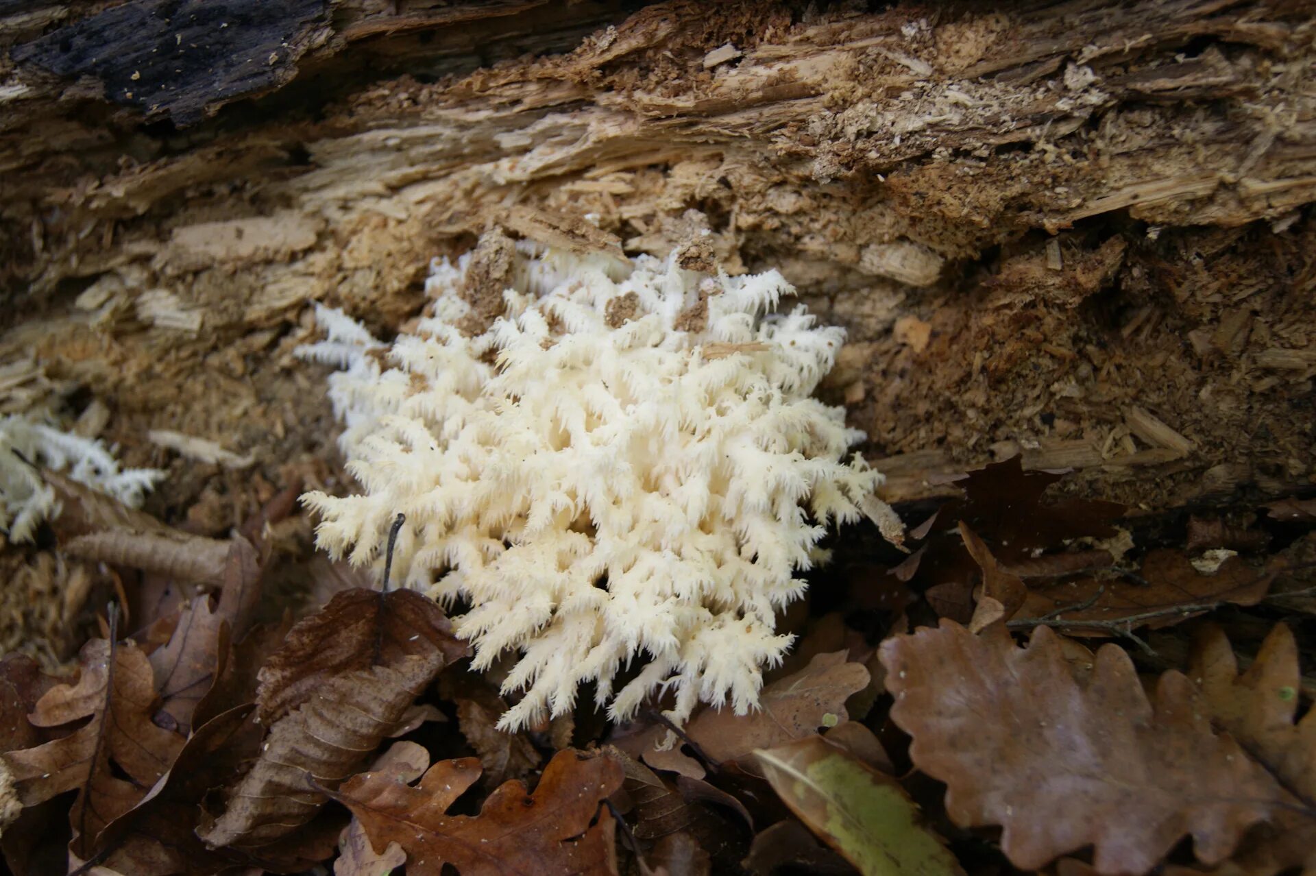 Narancsszínű enyveskorallgomba - Wikipédia