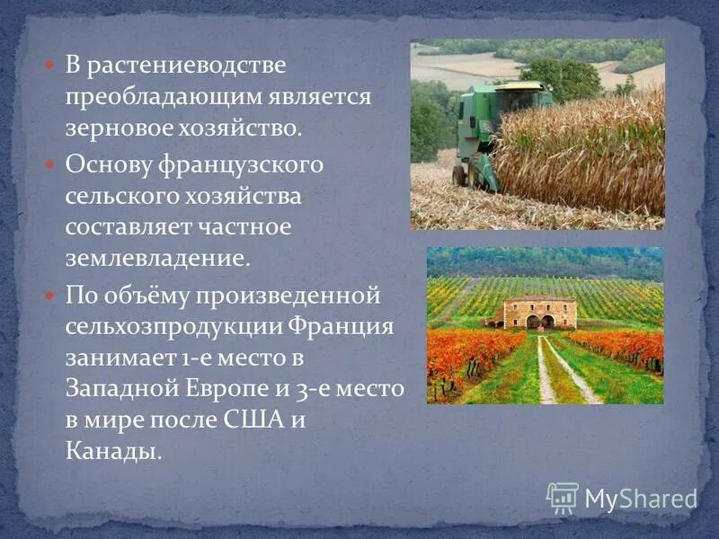 карта сельского хозяйства мира растениеводство. растениеводство рис. растениеводство преобладает в какой стране. в сельском хозяйстве преобладают. сельское хозяйство мира 10 класс география.