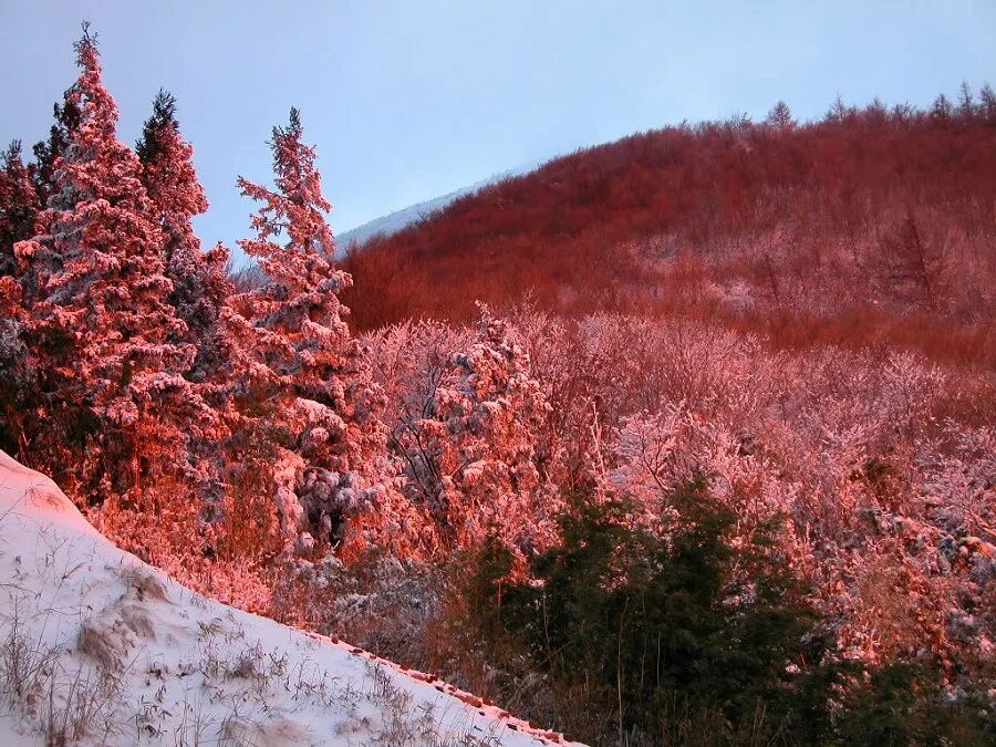 Красная снежка. Ель красная. Красная ель в природе. Красный снег в горах.