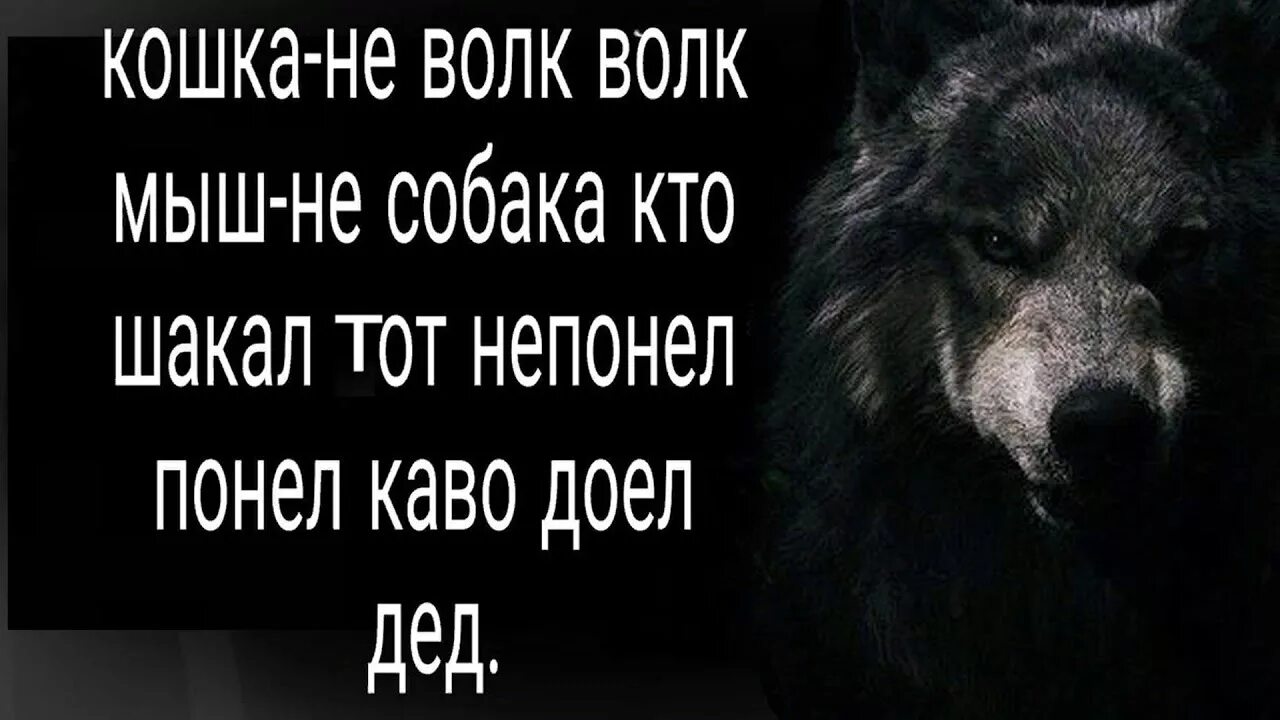 Смешные цитаты волка. Цитаты волка. Цитаты Волков. Волчьи цитаты. Цитаты волка смешные.