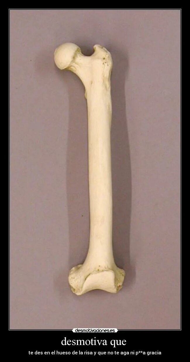 Большая косточка. Человеческая бедренная кость. Бедренная кость из Сунгиря.