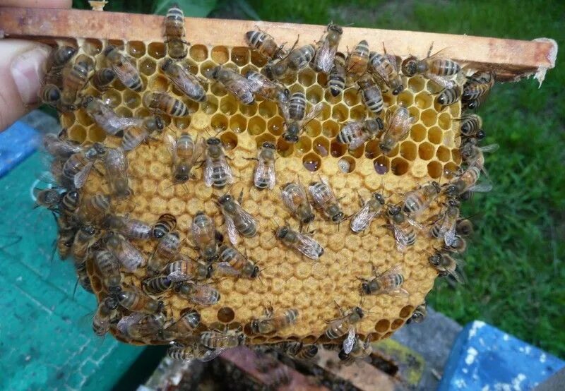 Пчеломатка среднерусской породы. Пчела Бакфаст и Среднерусская. Сота пчелиная среднерусской пчелы. Карника порода пчел. Как получить пчелиную соту