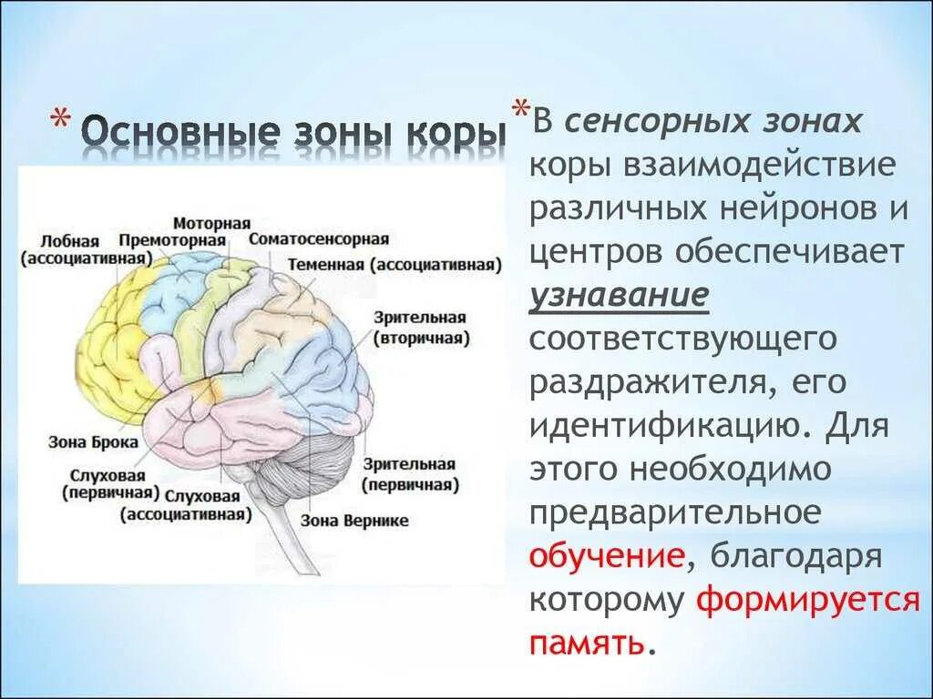 Зоны восприятия мозга. Проекционные двигательные зоны коры головного мозга. Функции моторной зоны коры головного мозга. Сенсорные зоны коры больших полушарий таблица.